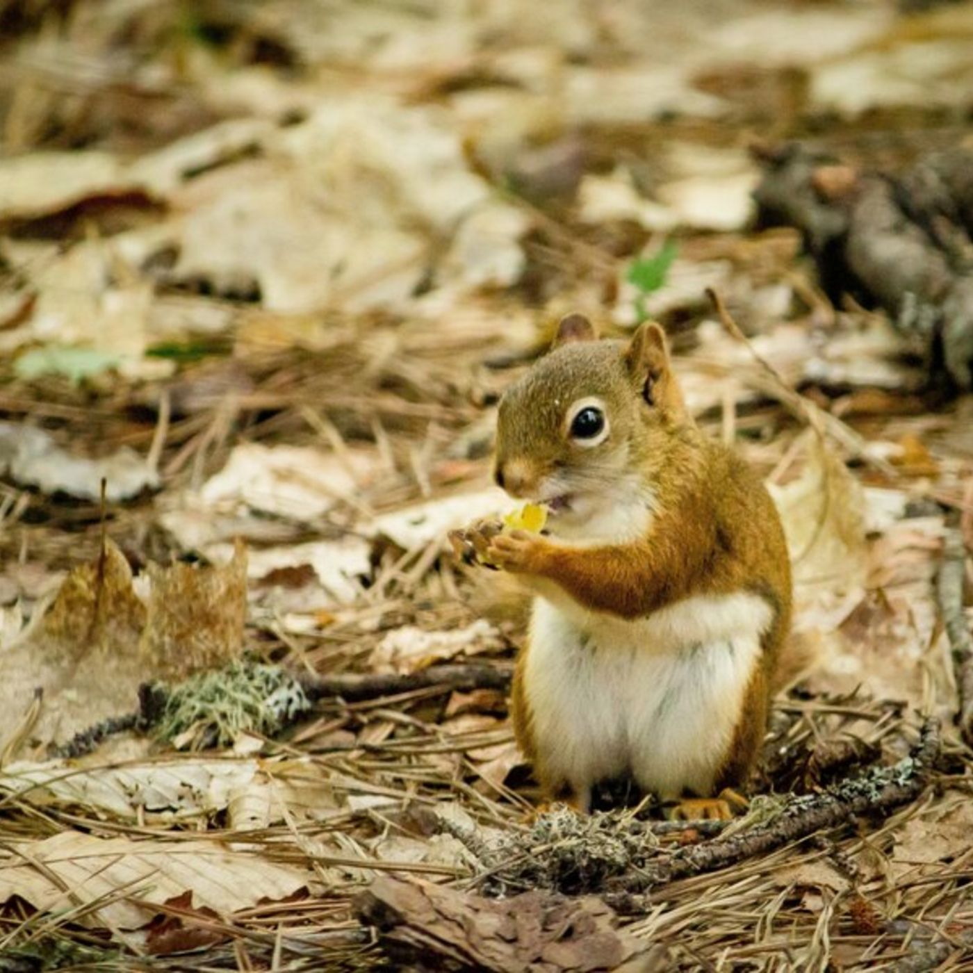 Expert Squirrel Removal Services by Elite Wildlife Services in Houston Expert Squirrel Removal Services by Elite Wildlife Services in Houston