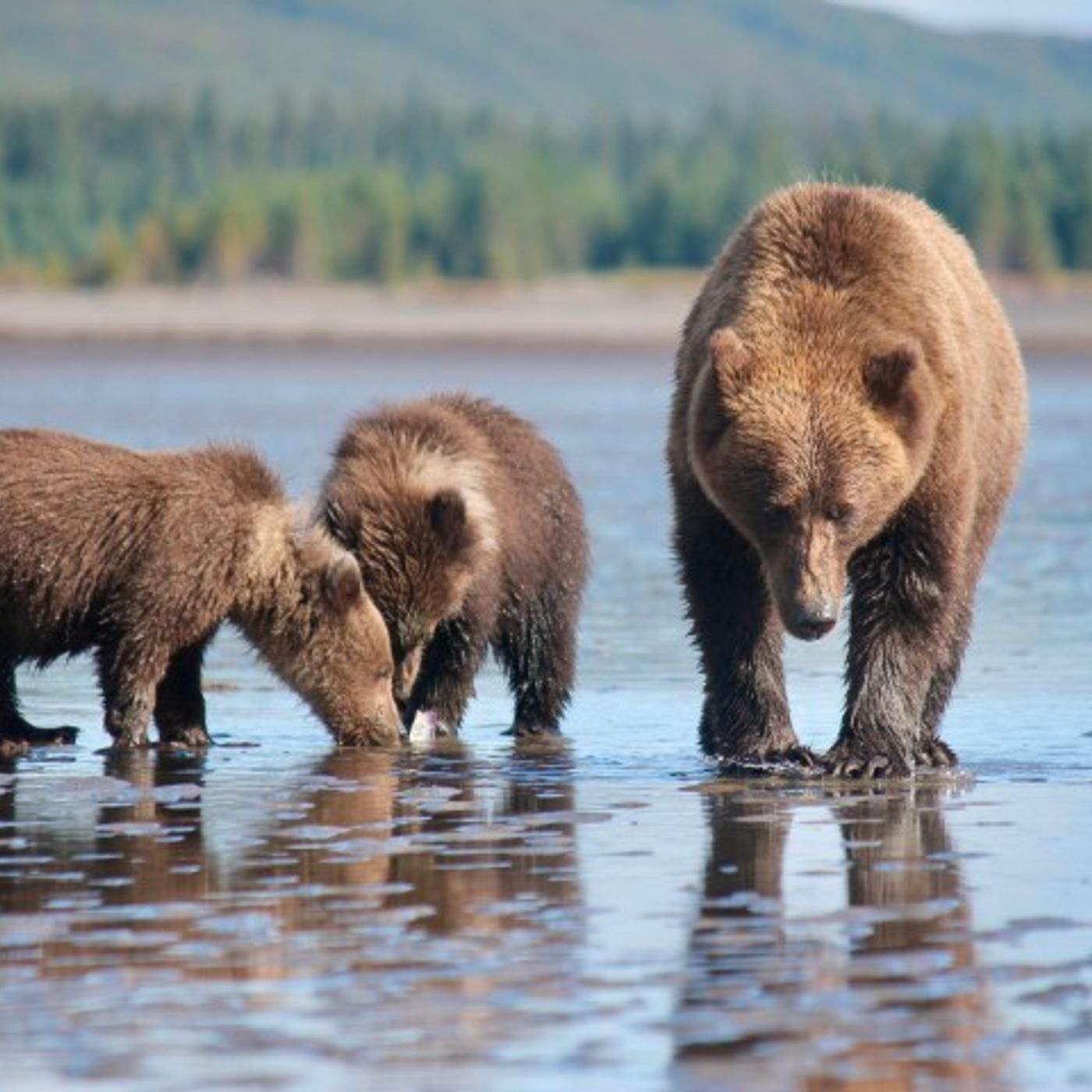 Rewilding Earth