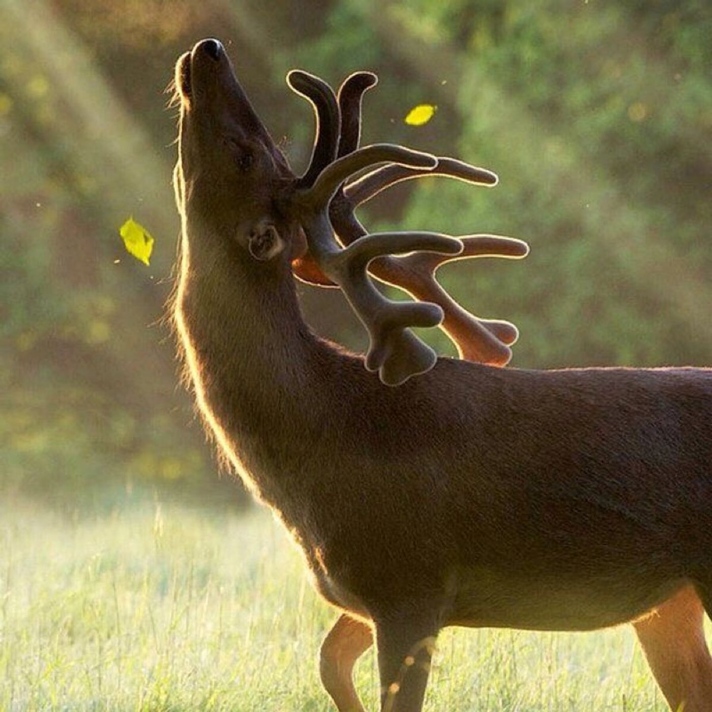 Animali Totem [meditazione e lettura]