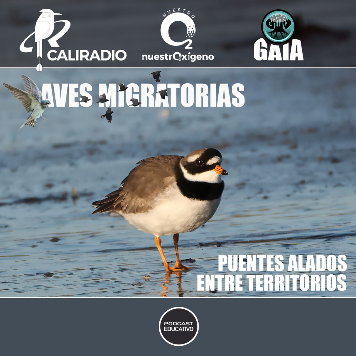 NUESTRO OXIGENO Aves migratorias, puentes alados entre territorios - Blga. Diana Lucia Eusse episode artwork