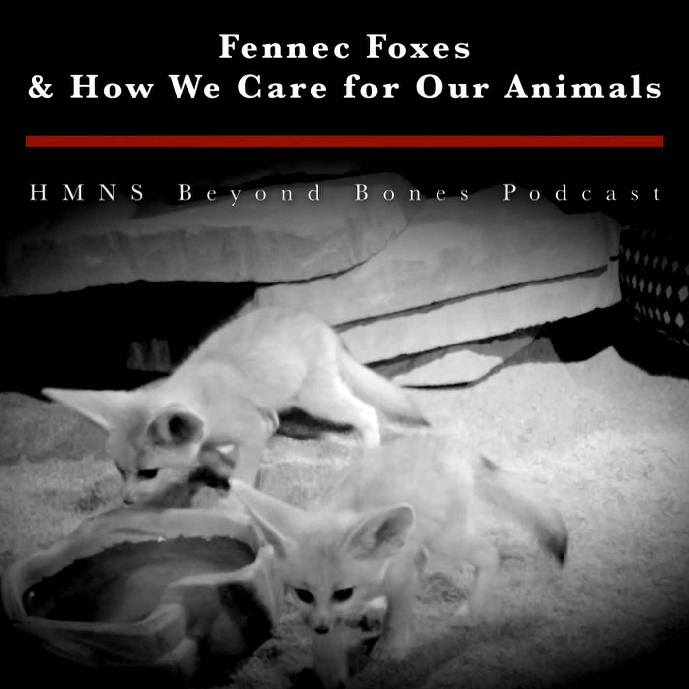 Fennec Foxes & How We Care for Our Animals