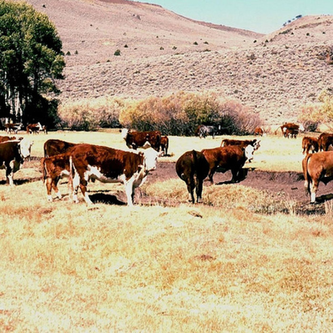 Study: Changing Climate + Grazing Cattle = Bad Combo episode artwork
