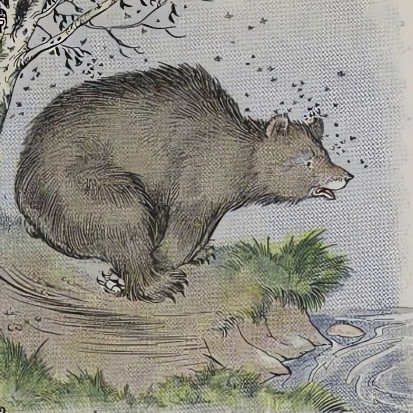 De Beer en de Bijen | Aesopus Fabels episode artwork