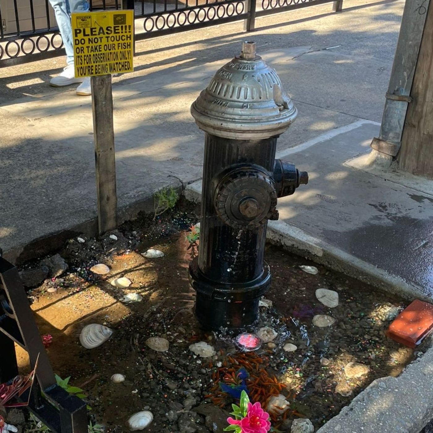 01. Estrenamos podcast. Citi Bike Hustlers y Fire Hydrant Fish Pond | T01E01 episode artwork