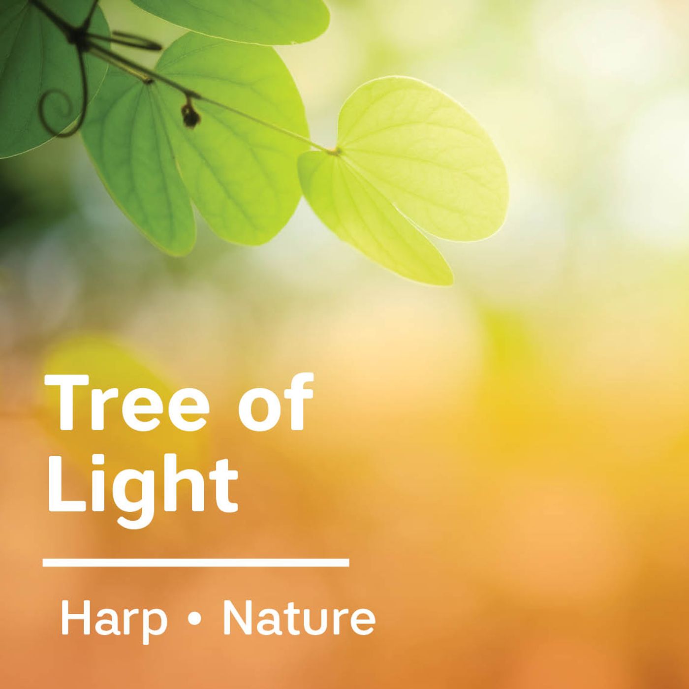 Tree Of Light Tree Of Light