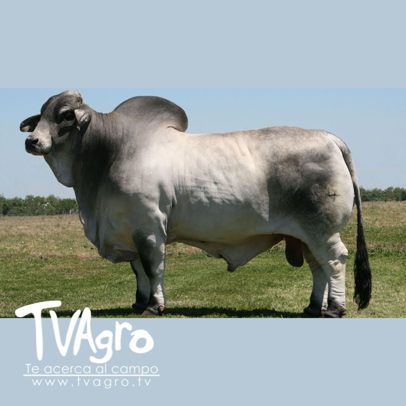 TV AGRO