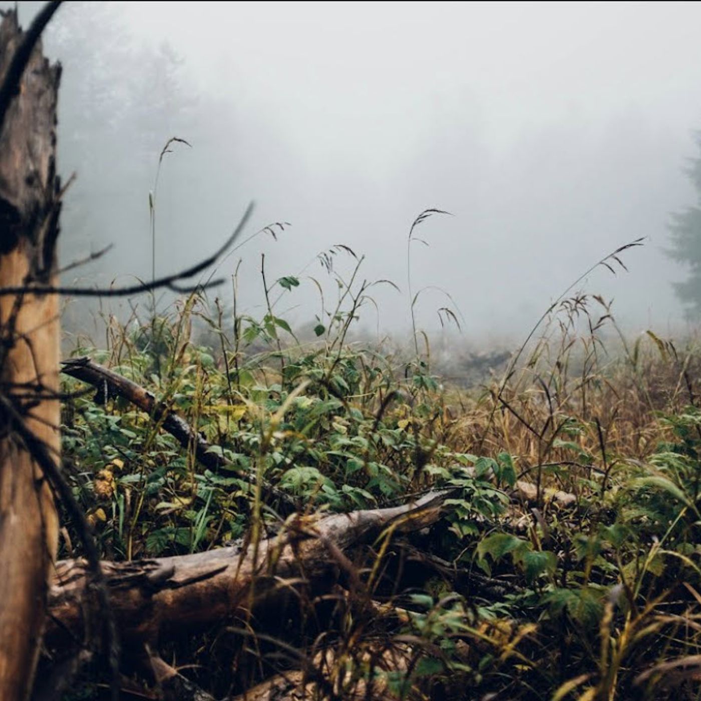 The Nightwalker of Log Town | Where Bigfoot Roams