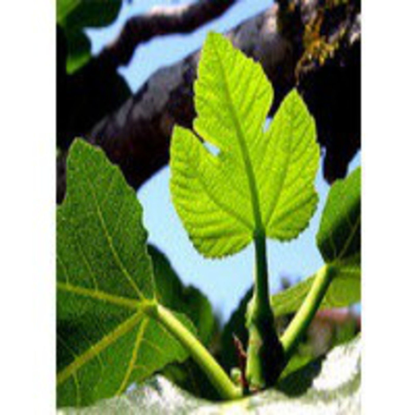 Podcast Fascinación por las plantas