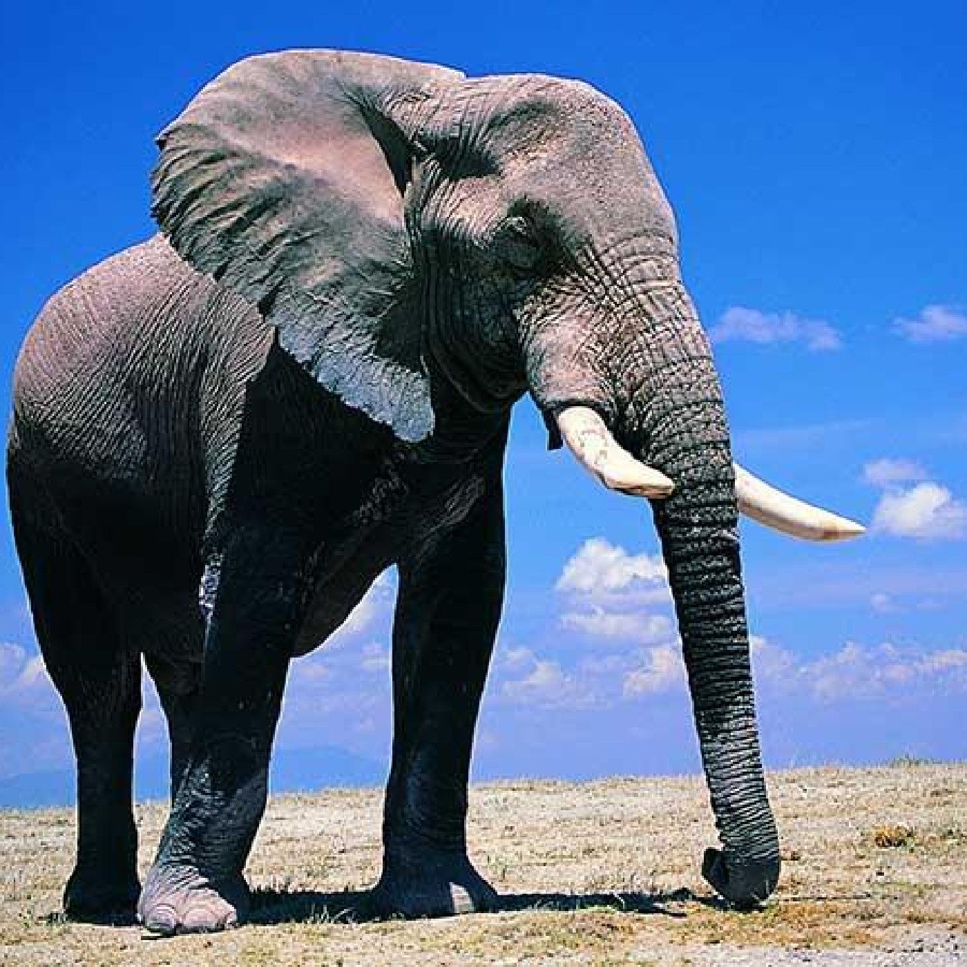 Los grandiosos elefantes