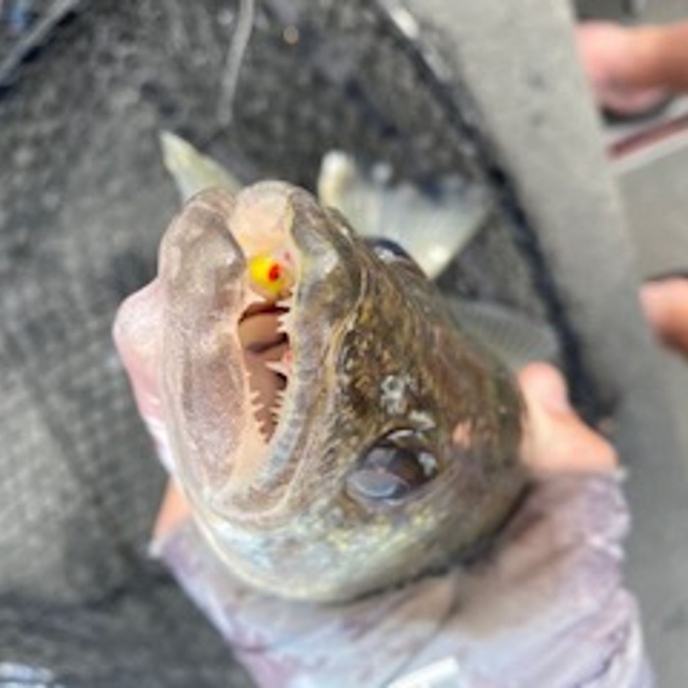 All Eyes On Fishing\'s Podcast