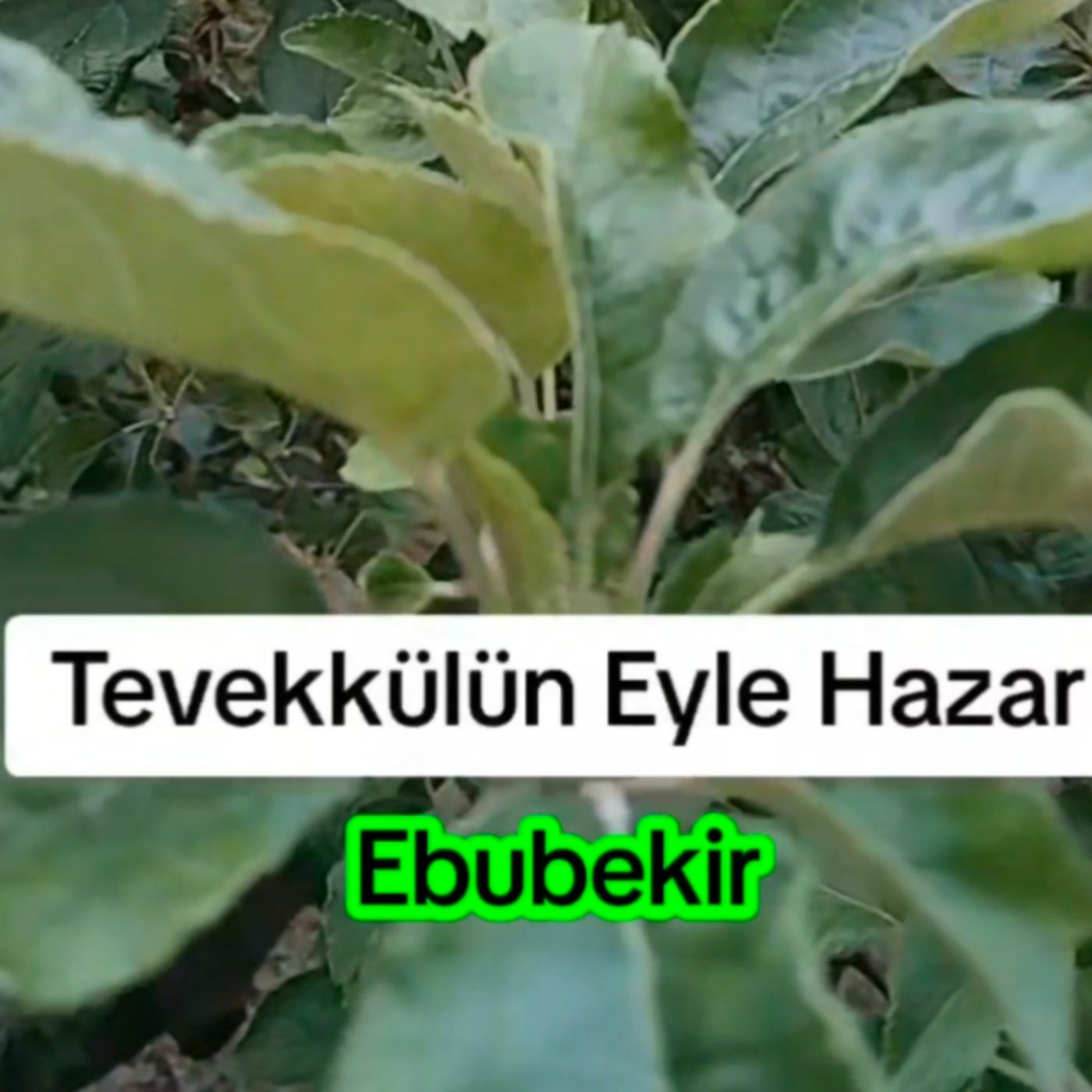 Mevla İle Eyle Pazar episode artwork