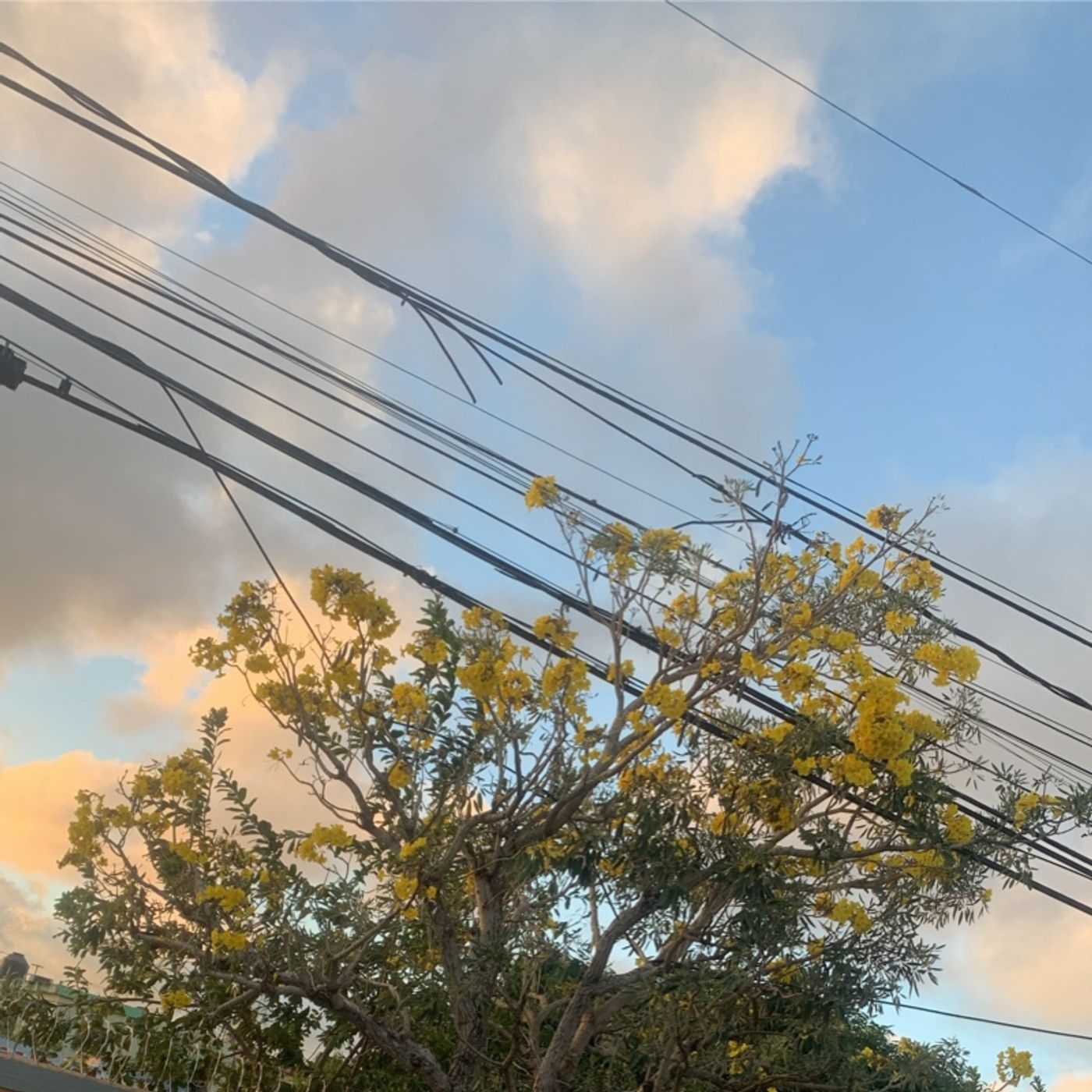 Episodio 362 - El podcast de Luismiguel Rosa manzanillo