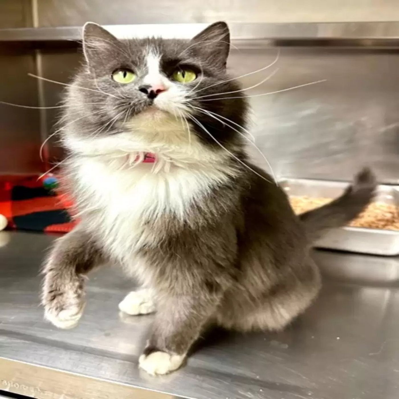 New Jersey has a flooding problem, Jolynn needs a dose of Inglourious Basterds, and you can adopt Elsa the cat from the Yakima Humane Societ