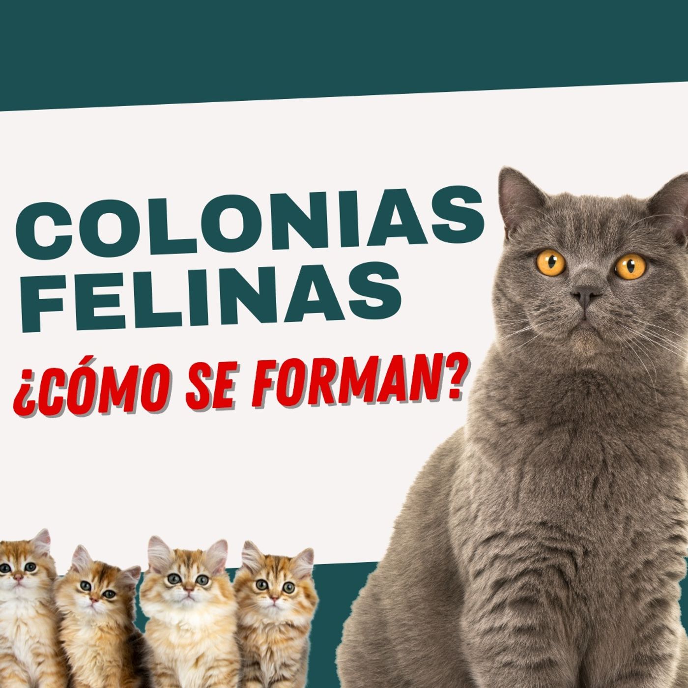 Conrado Animalero