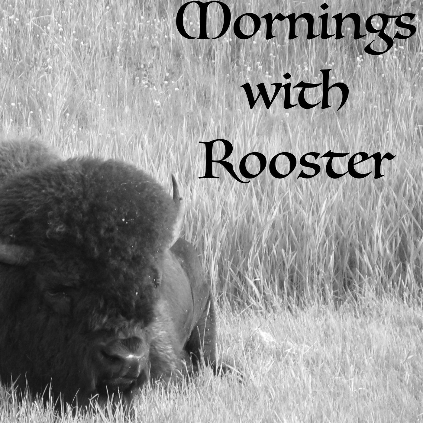 Mornings with Rooster