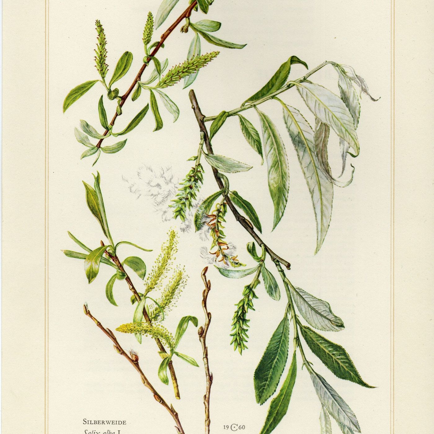 Southern Appalachian Herbs