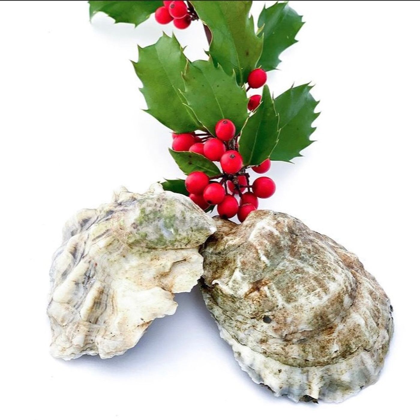 Enjoy Oysters at Home Anytime