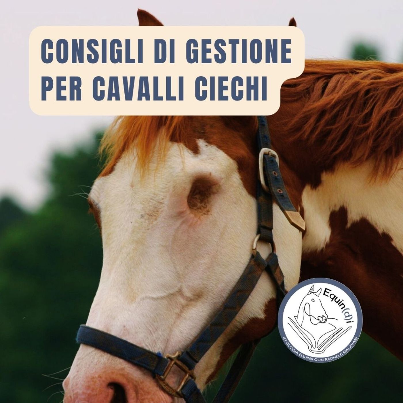 Etologia Equina, il comportamento del cavallo