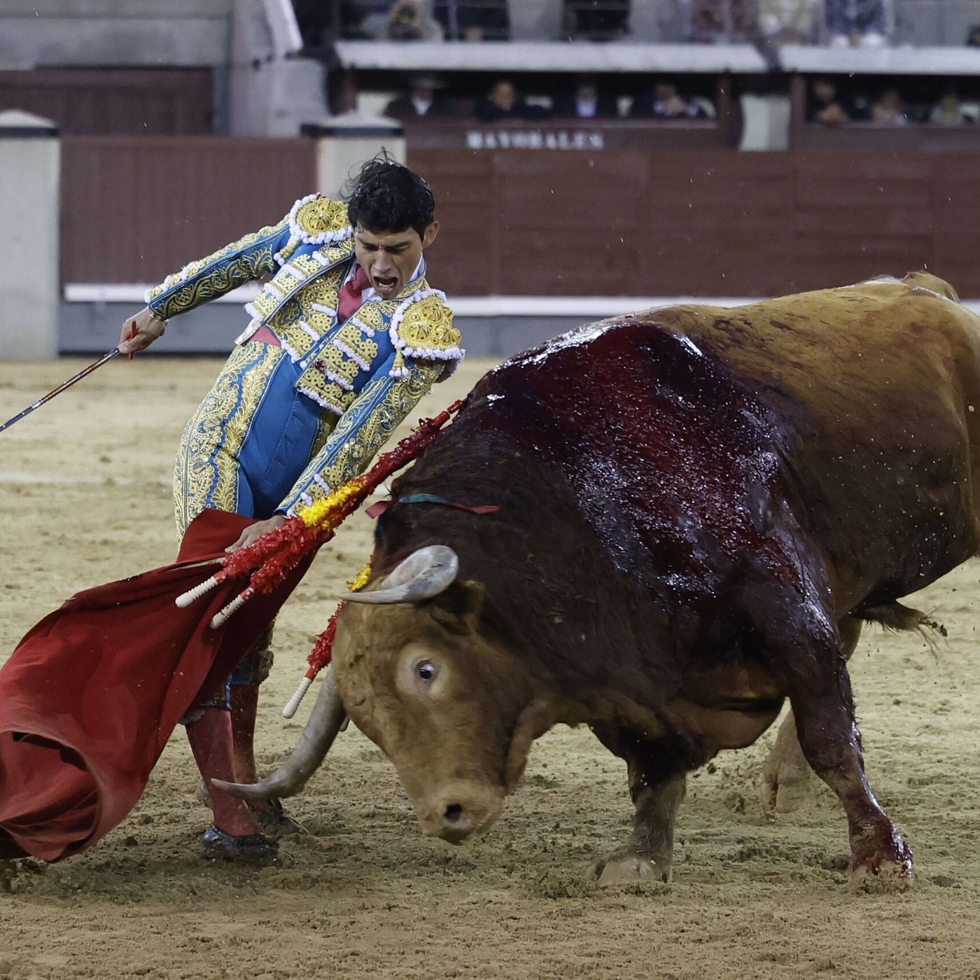 Al Alimón: Isaac Fonseca se la juega y triunfa en Las Ventas con Brigadier "un toro de casi 700 kg"