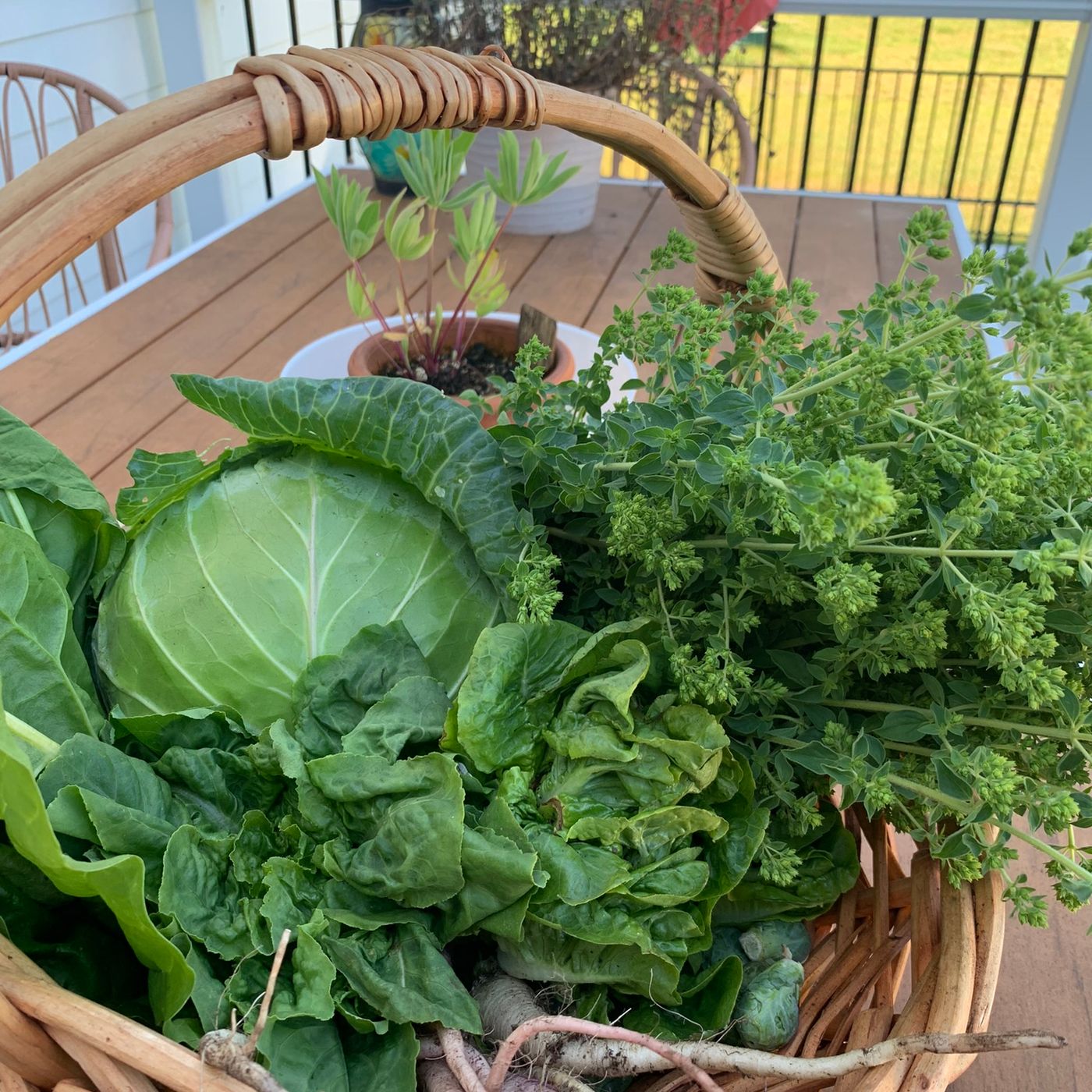 Homegrown & Harvested