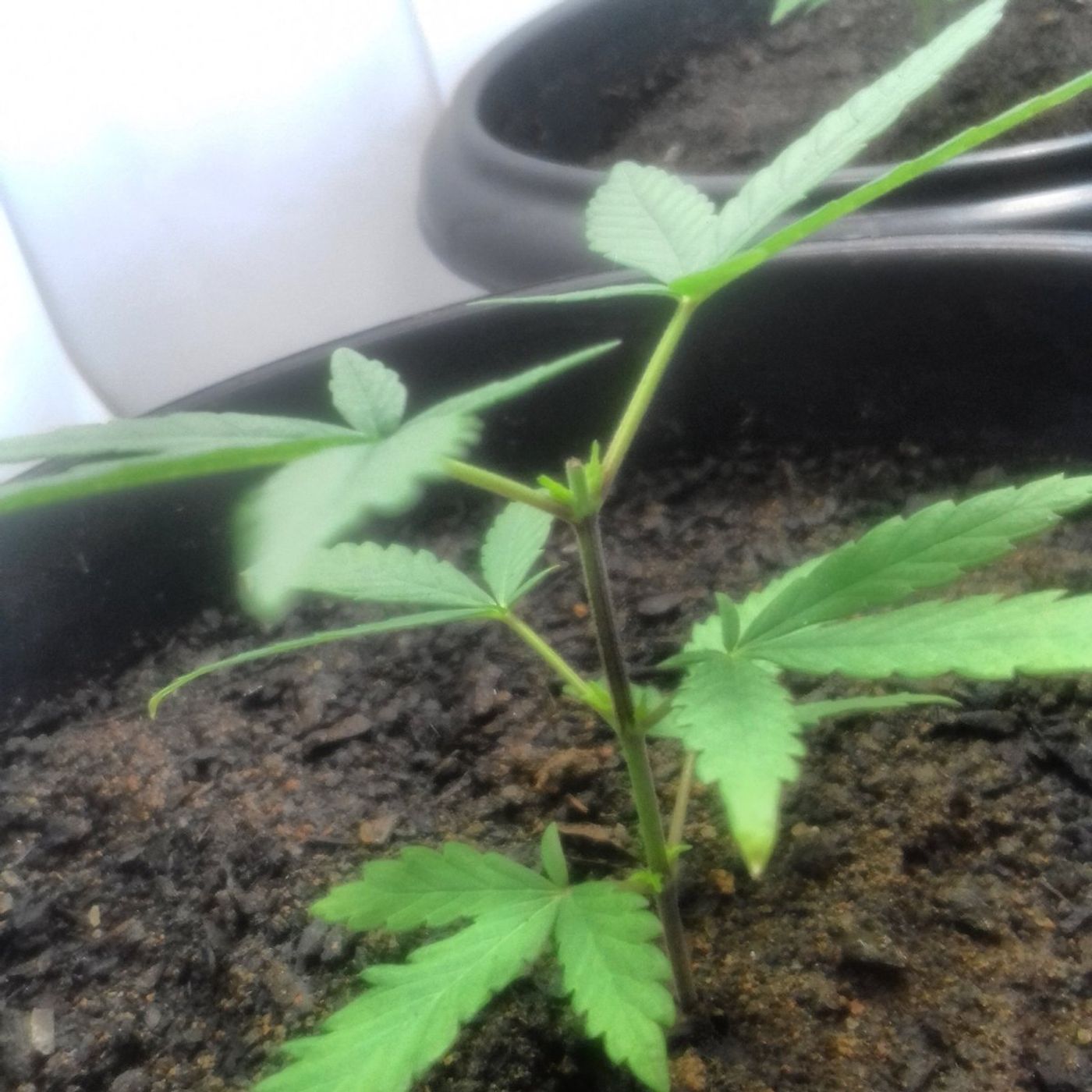 Cannabis Hispano