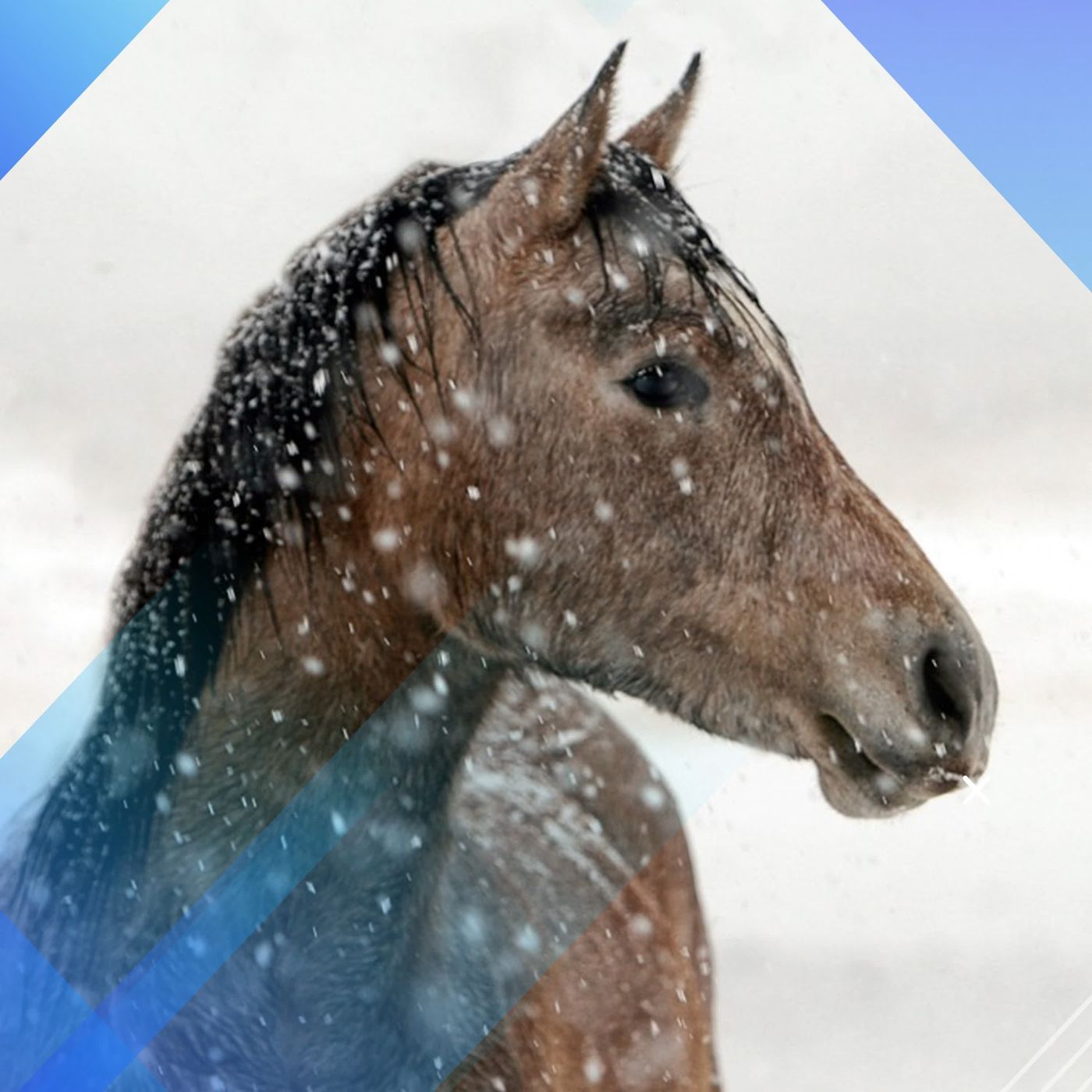 Tirar o cavalo da chuva episode artwork