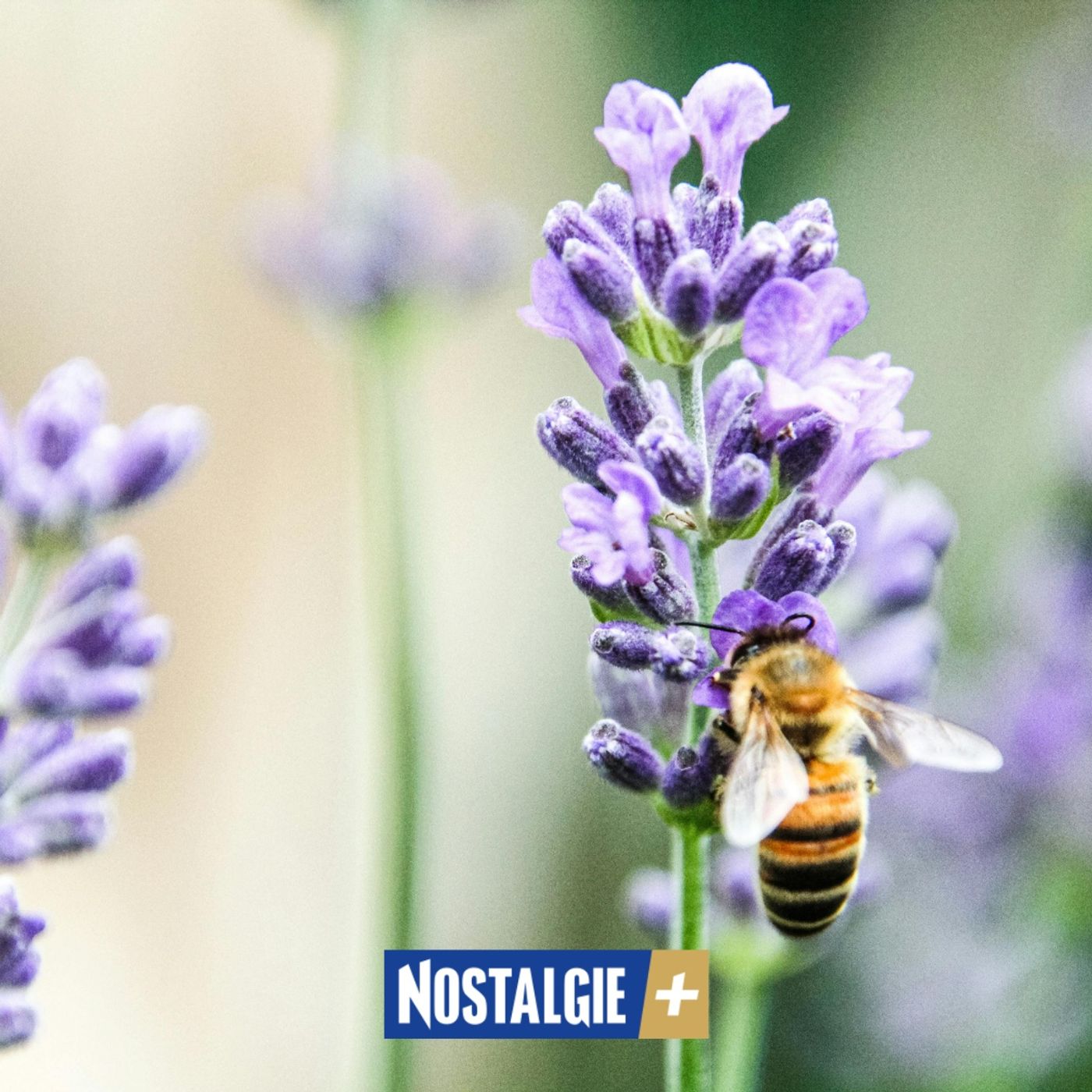 Connexion Nature – Ces pollinisateurs qui font battre le cœur du printemps episode artwork