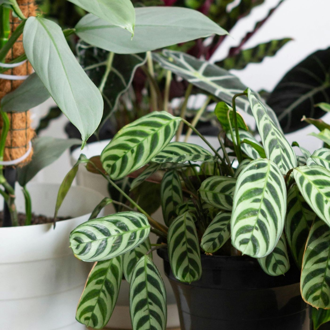 Episode 326 - Dissecting the parroted “stop fertilizing in winter” advice