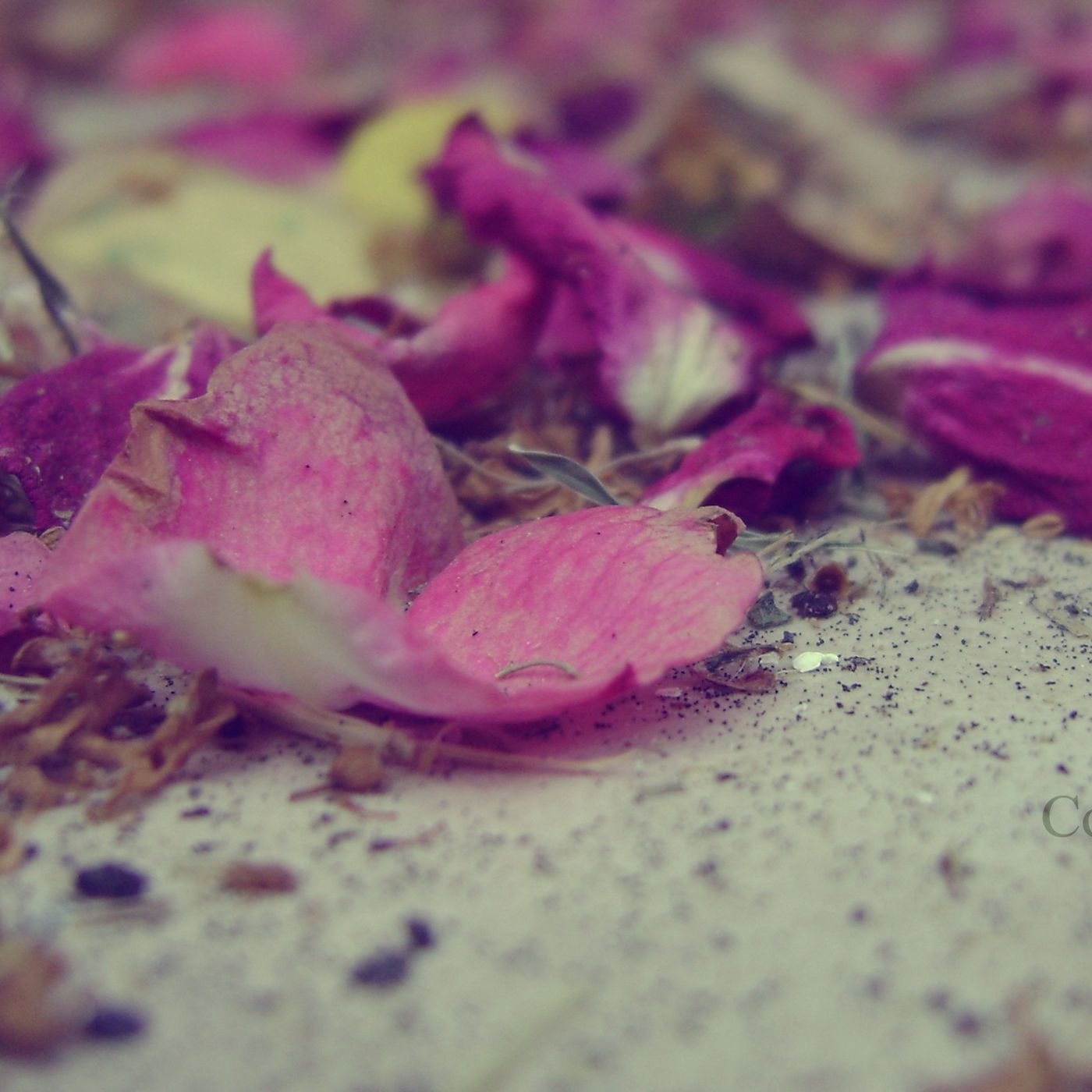 Memorias de una rosa