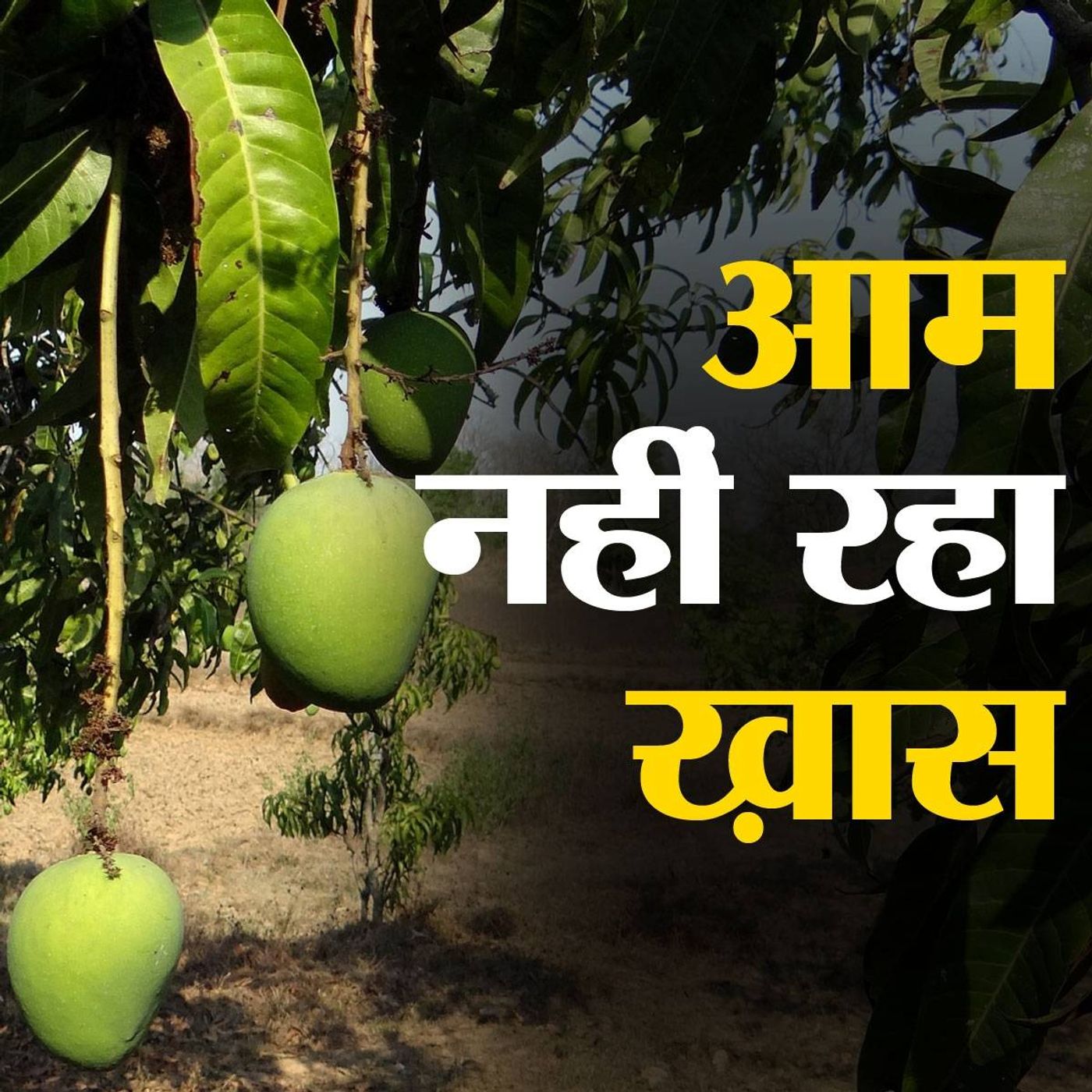 लॉकडाउन में कैसे प्रभावित हुआ आम का व्यापार? episode artwork