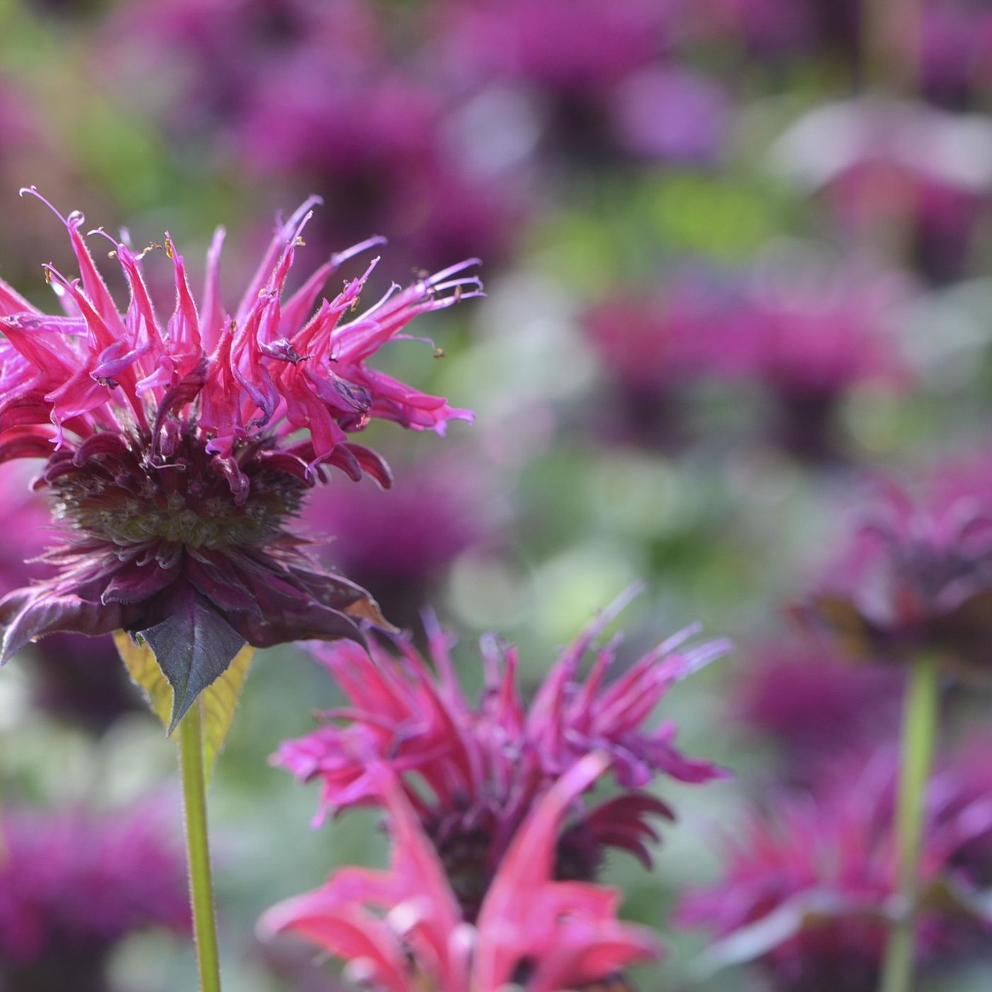 2025-08-17 Fire and Witnesses (Pastor Mike Schutz)