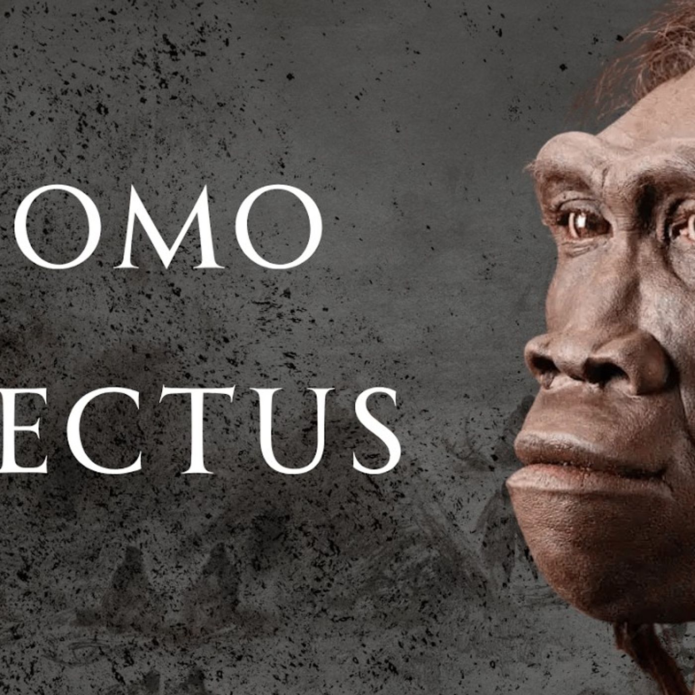 The Complete History of Homo Erectus episode artwork