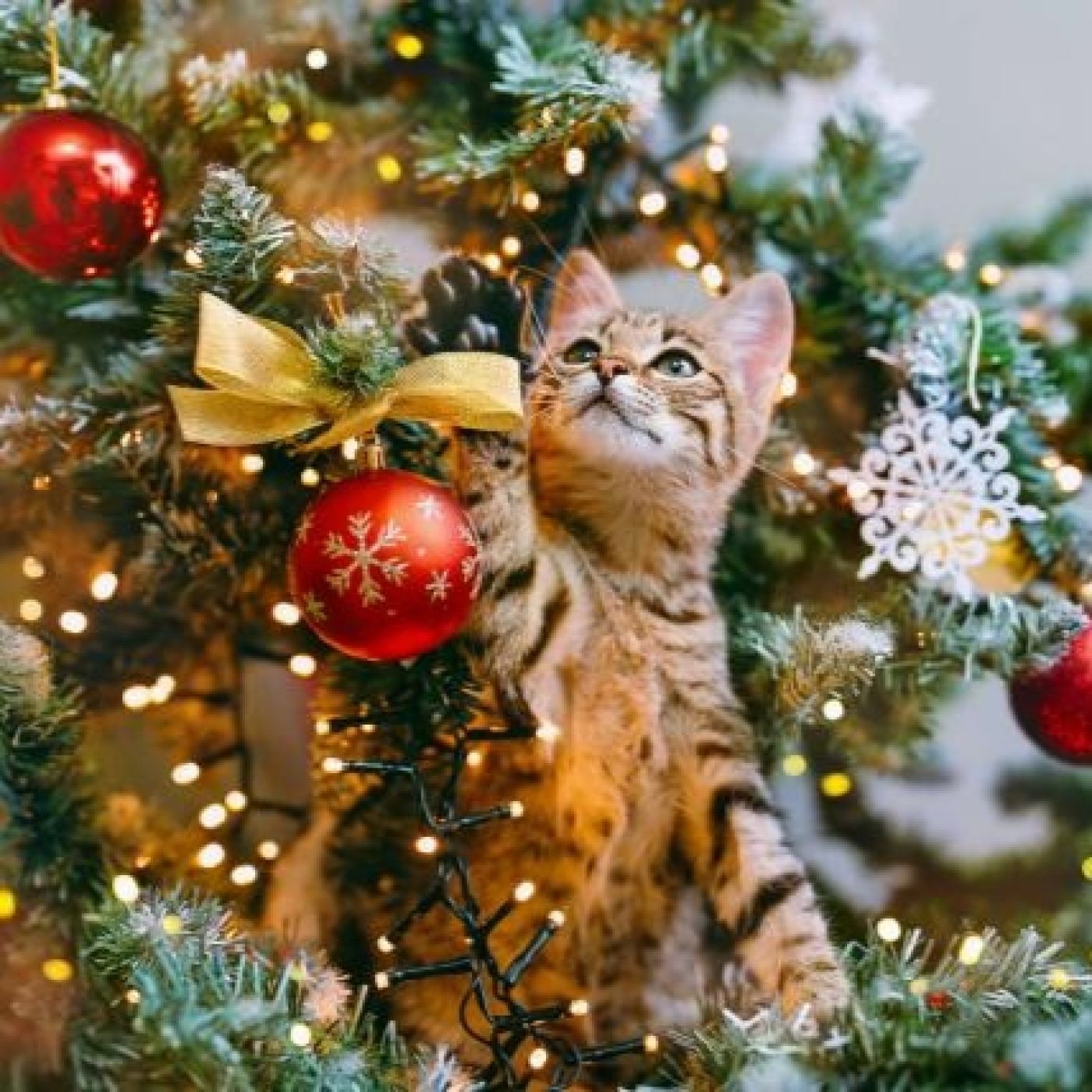 Voces del Misterio nº.927: Enigmas de la Navidad y Misterios en torno a escritores, con Jesús Callejo