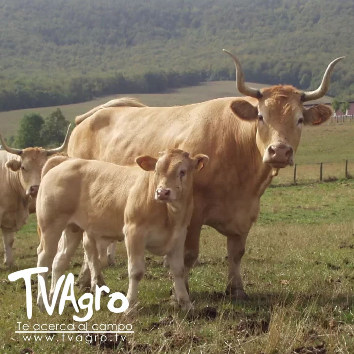 TV AGRO