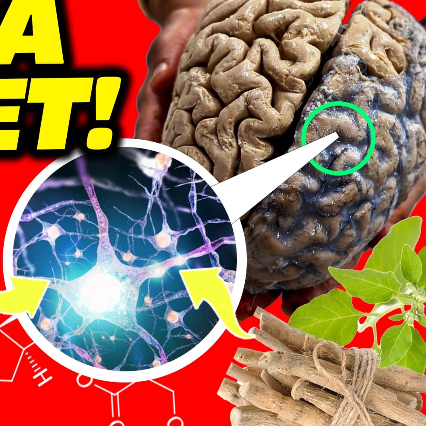 ASHWAGANDHA: El MEJOR SUPLEMENTO contra el ESTRÉS🧠 Cómo Usarlo para *Máximos BENEFICIOS*