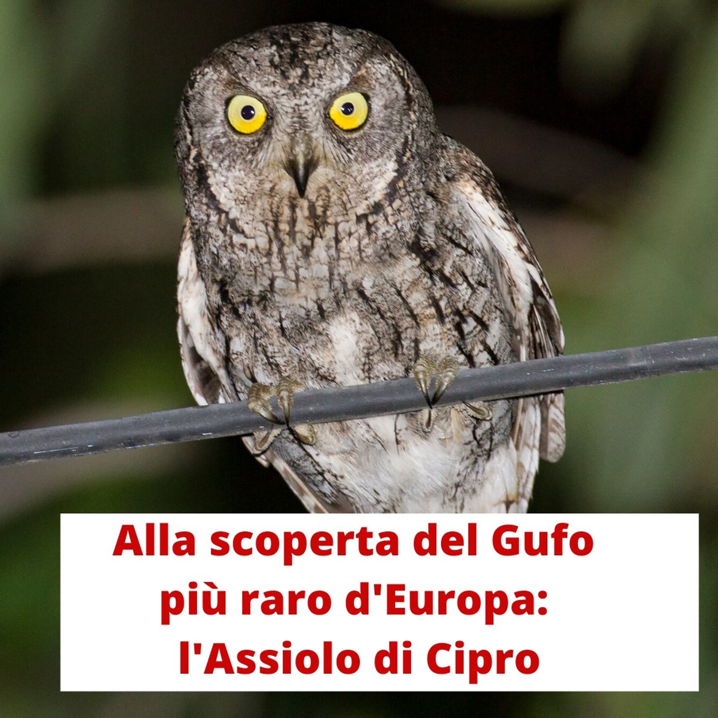 Gufospeaker\'s show