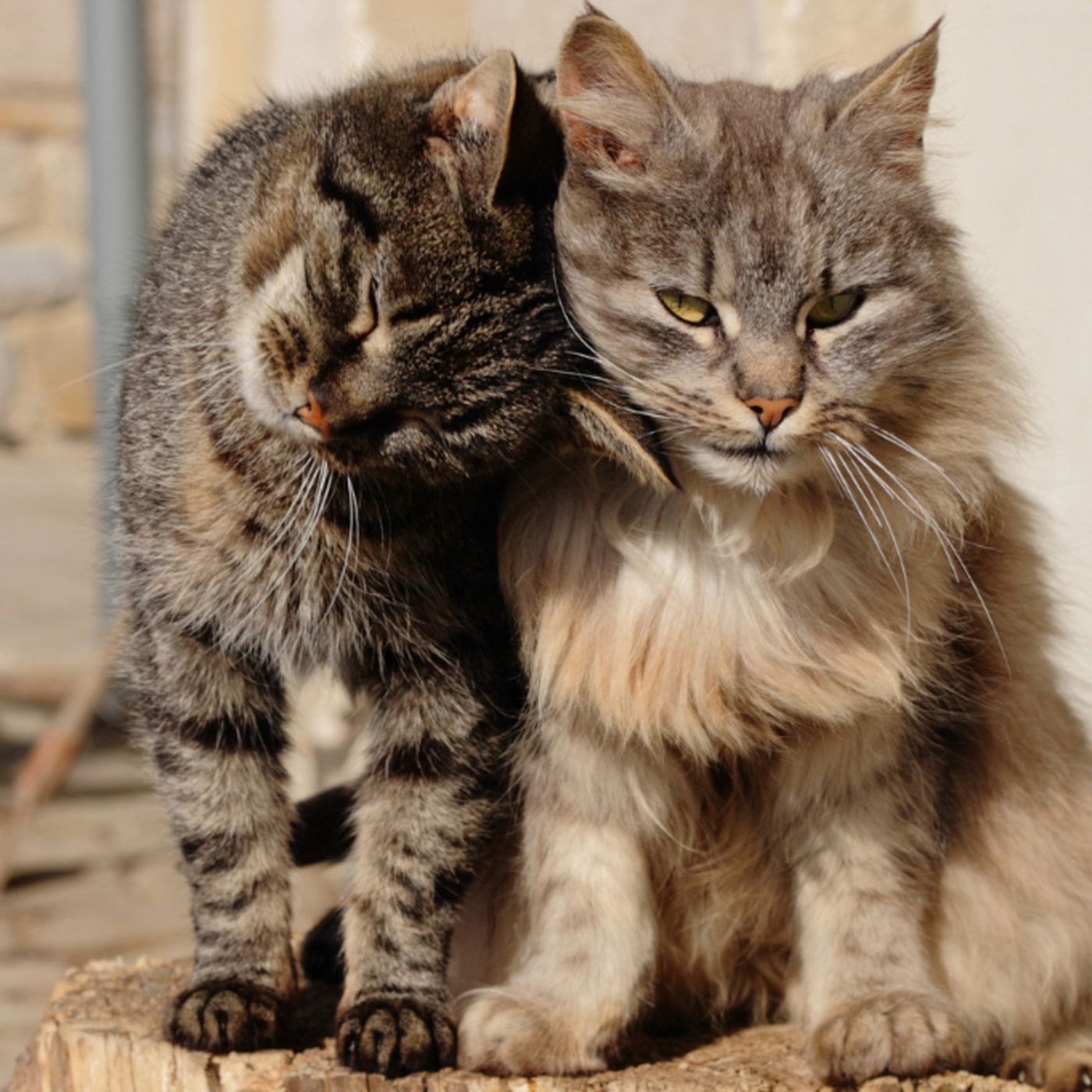 11 CUENTOS SOBRE LOS GATOS ZAFIRO Y LUPITA