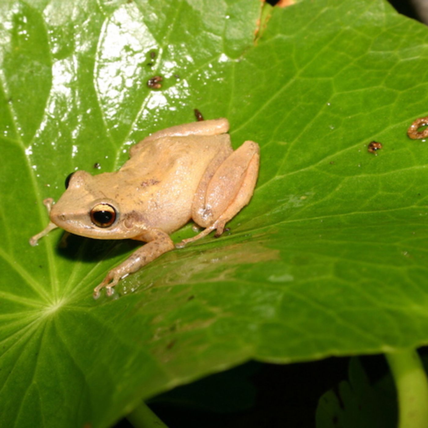 DUÉRMETE NIÑO