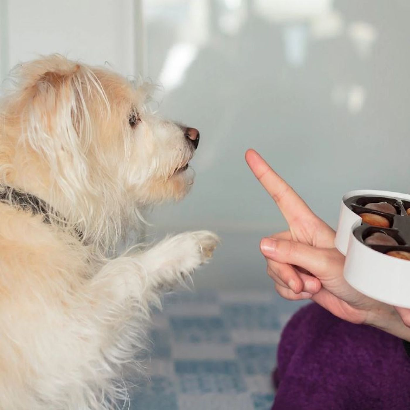 How to Train a Stubborn Puppy