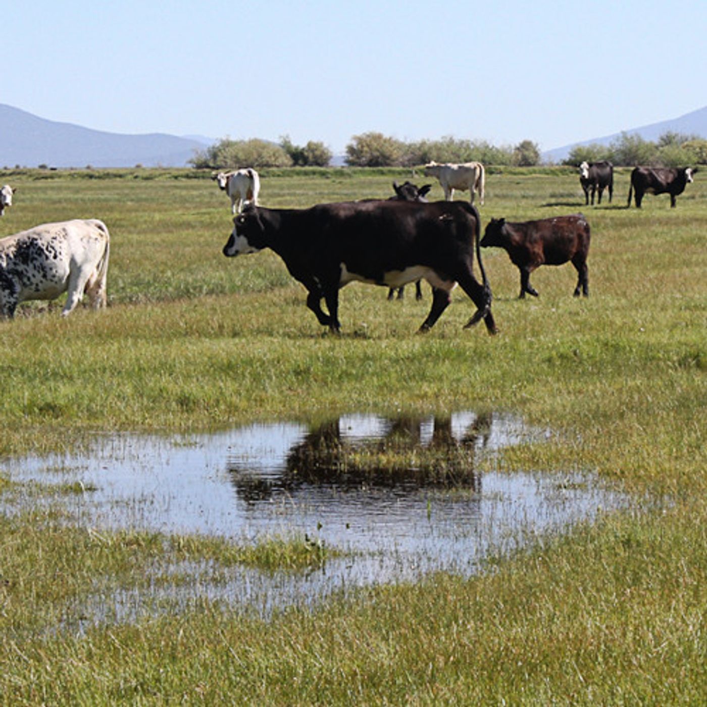 Aid For Water Conservation Offered To Upper Klamath Basin Ranchers episode artwork