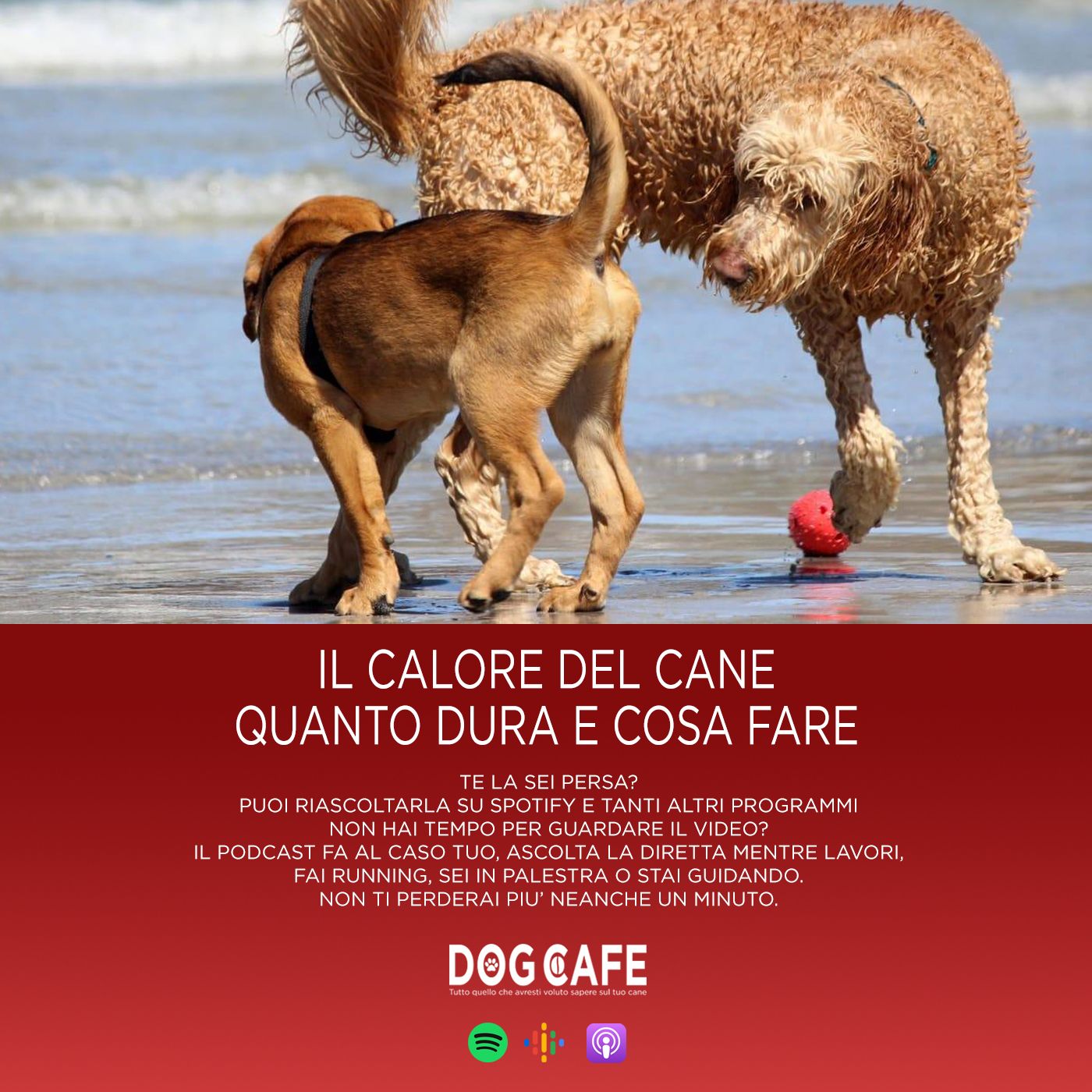 Dog Cafe Podcast