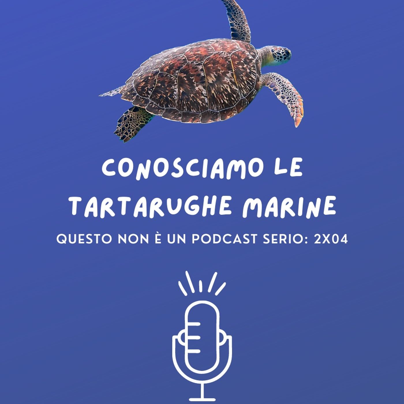 Conosciamo le tartarughe marine: 2x04 🐢
