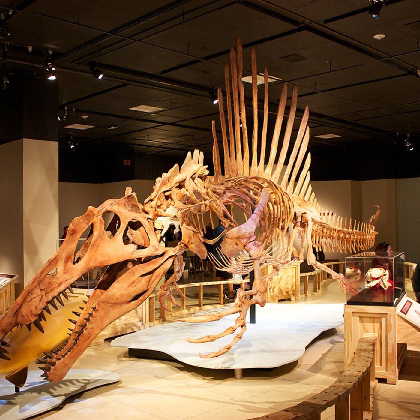 Spinosaurus en Paris