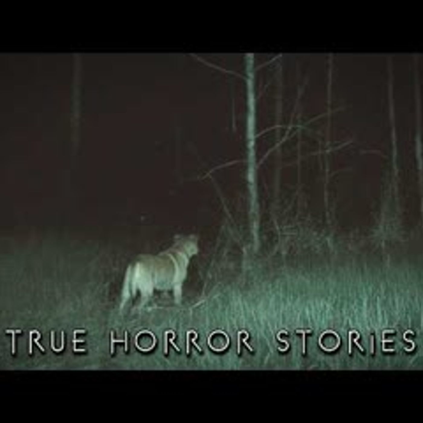 3 Creepy TRUE Horror Stories With Dogs Involved episode artwork