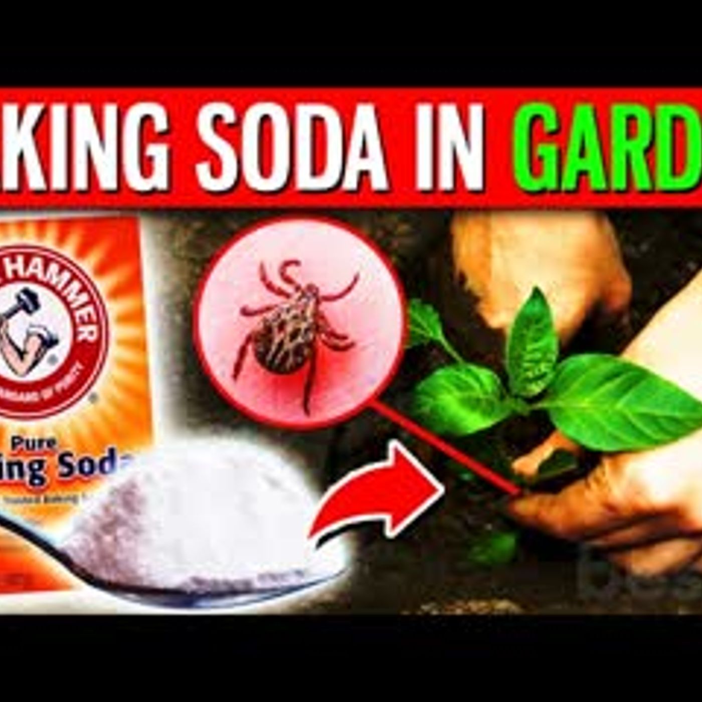10 Benefits Of Putting 1 Spoonful Of Baking Soda In Your Garden episode artwork
