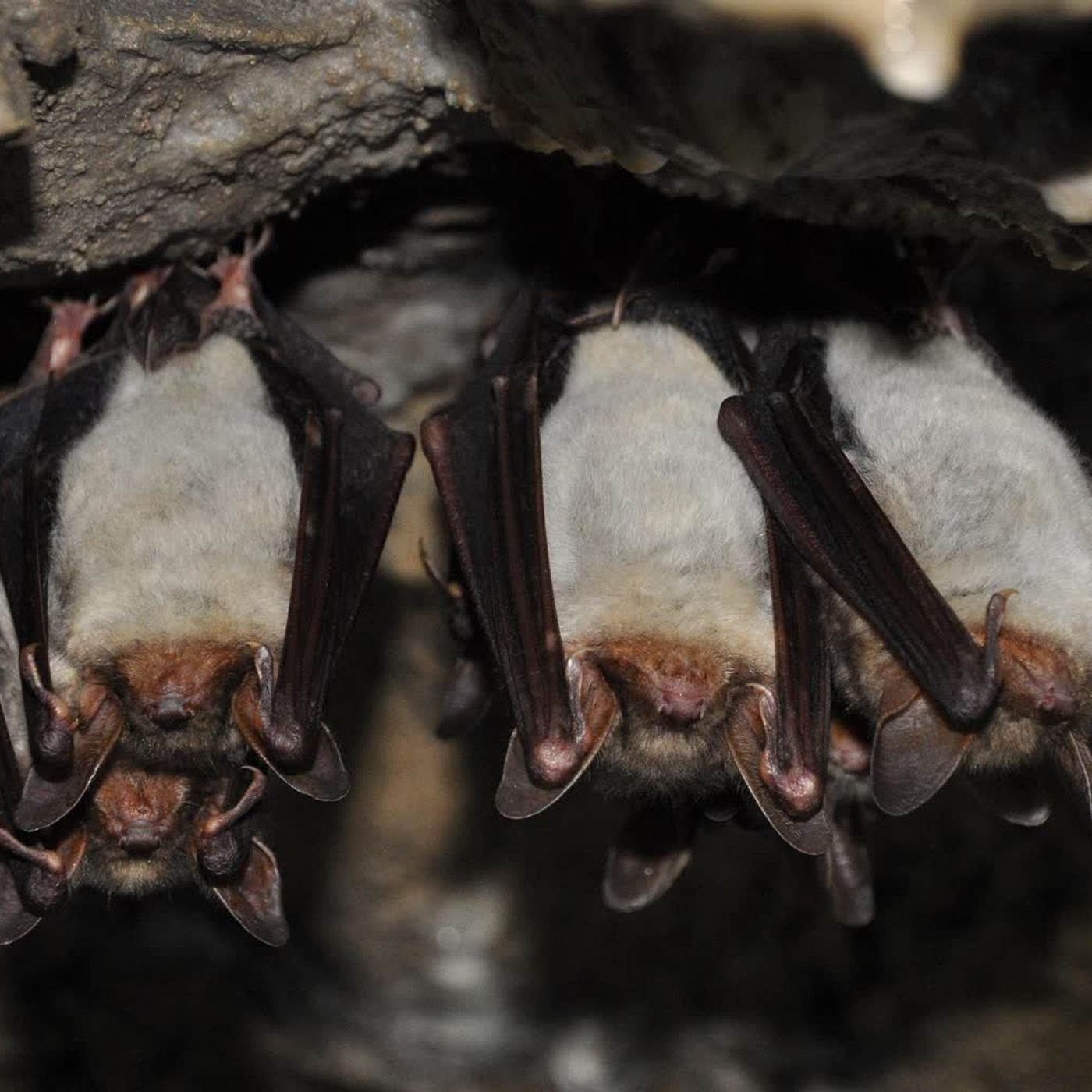 Ile nietoperzy żyje w MRU? Czym uzupełniać karmnik? Ile nietoperzy żyje w MRU? Czym uzupełniać karmnik?