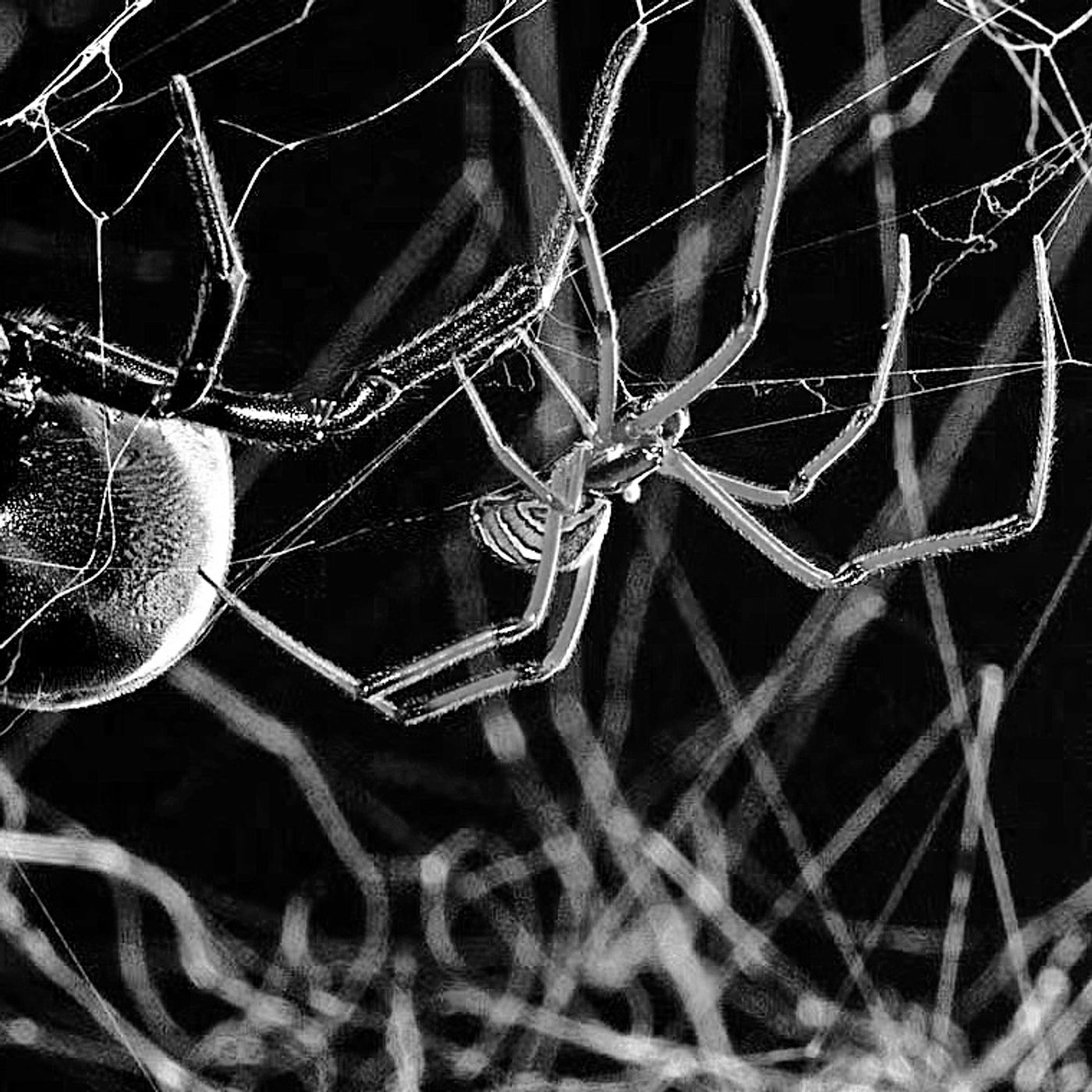 The Spider and the Fly episode artwork