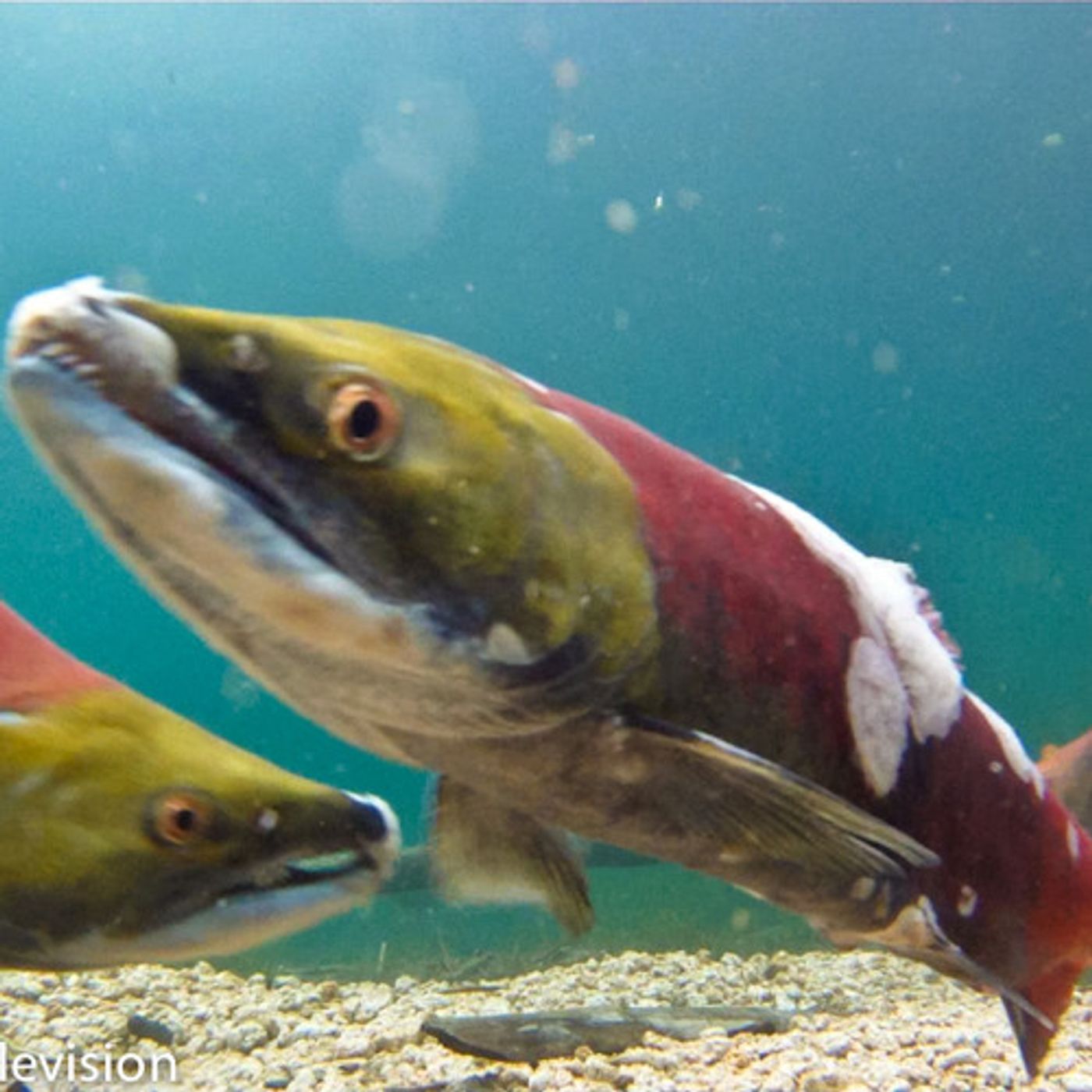 Conservation Groups Petition Judge Redden to Make Change episode artwork
