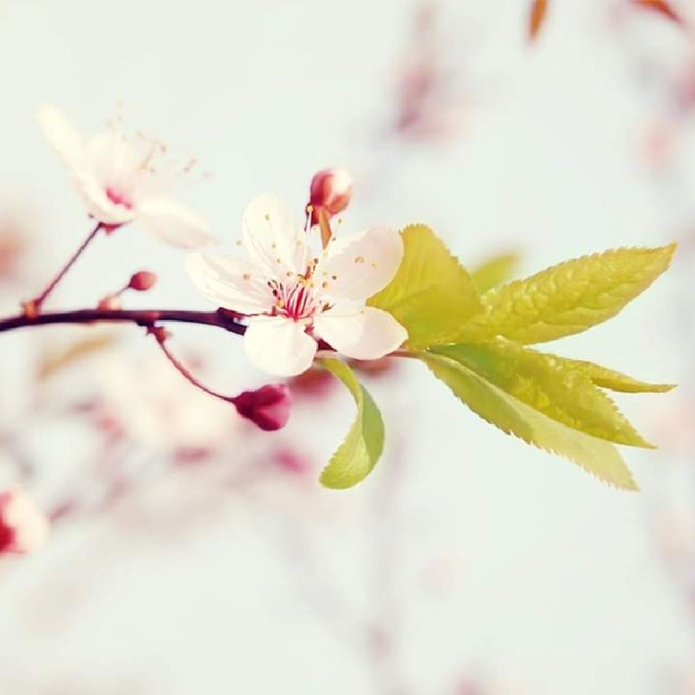Health and Harmony, LLC