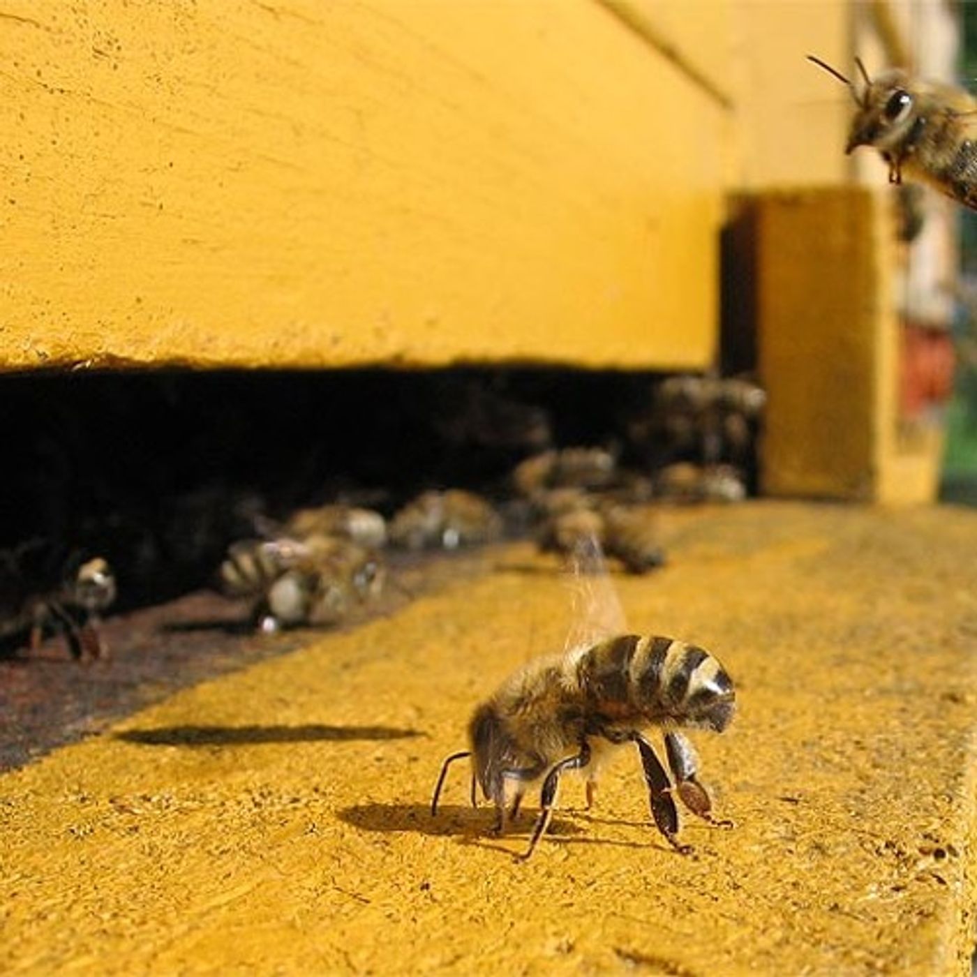 Beekeepers Try Cold Storage To Stave Off Colony Collapse episode artwork